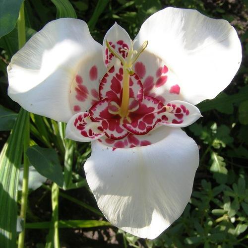 Белый цветок тигридии