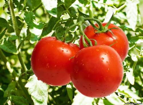 Красные помидоры, растущие в открытом грунте