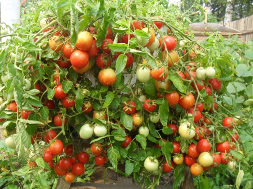 Зеленые и красные помидоры в открытом грунте