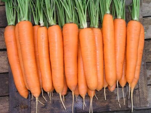 Морковь на даче