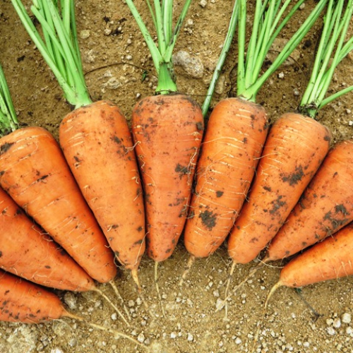 Выросшая на грядках морковь
